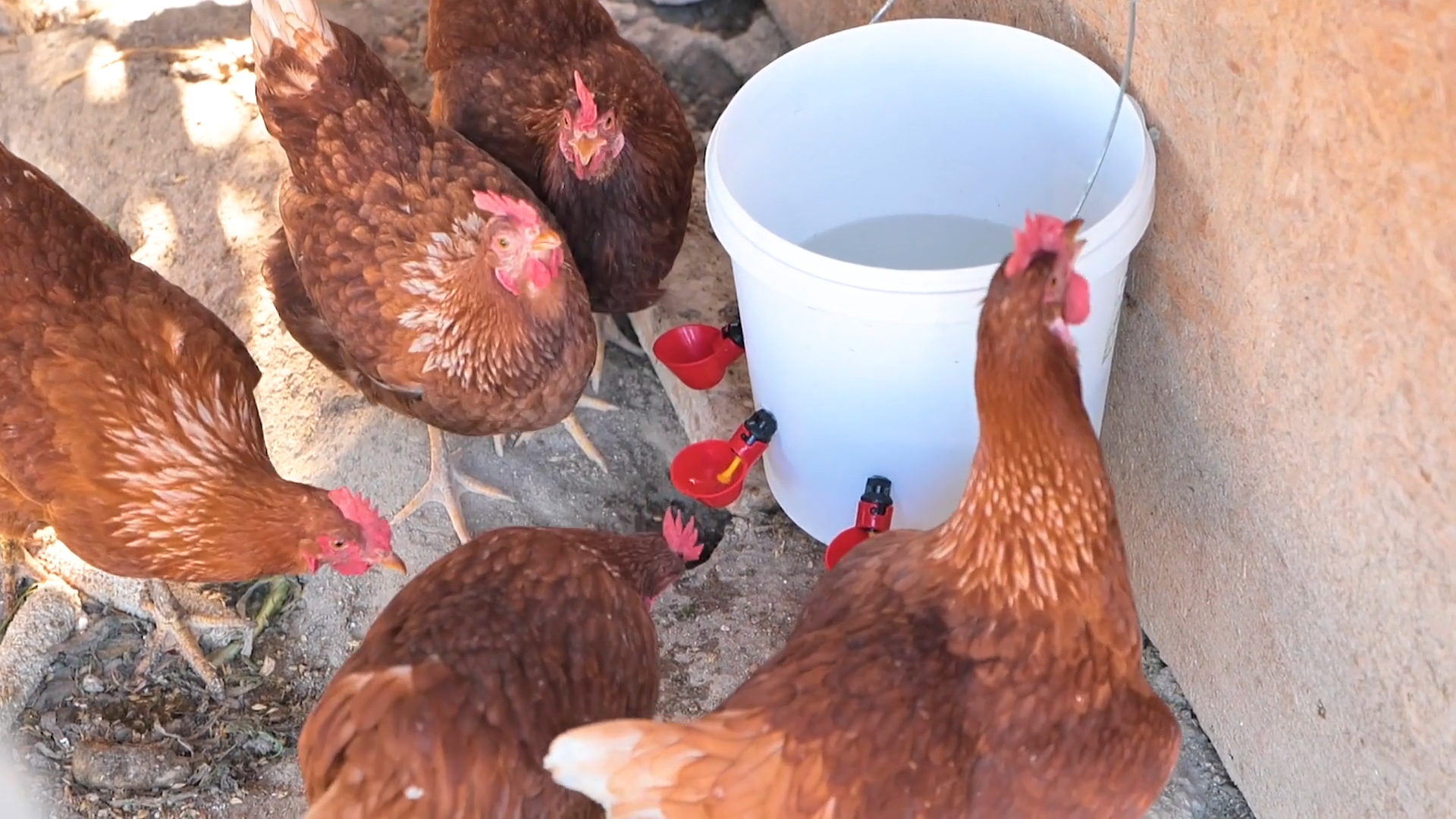 Consejos esenciales de jardinería y agricultura para una granja próspera