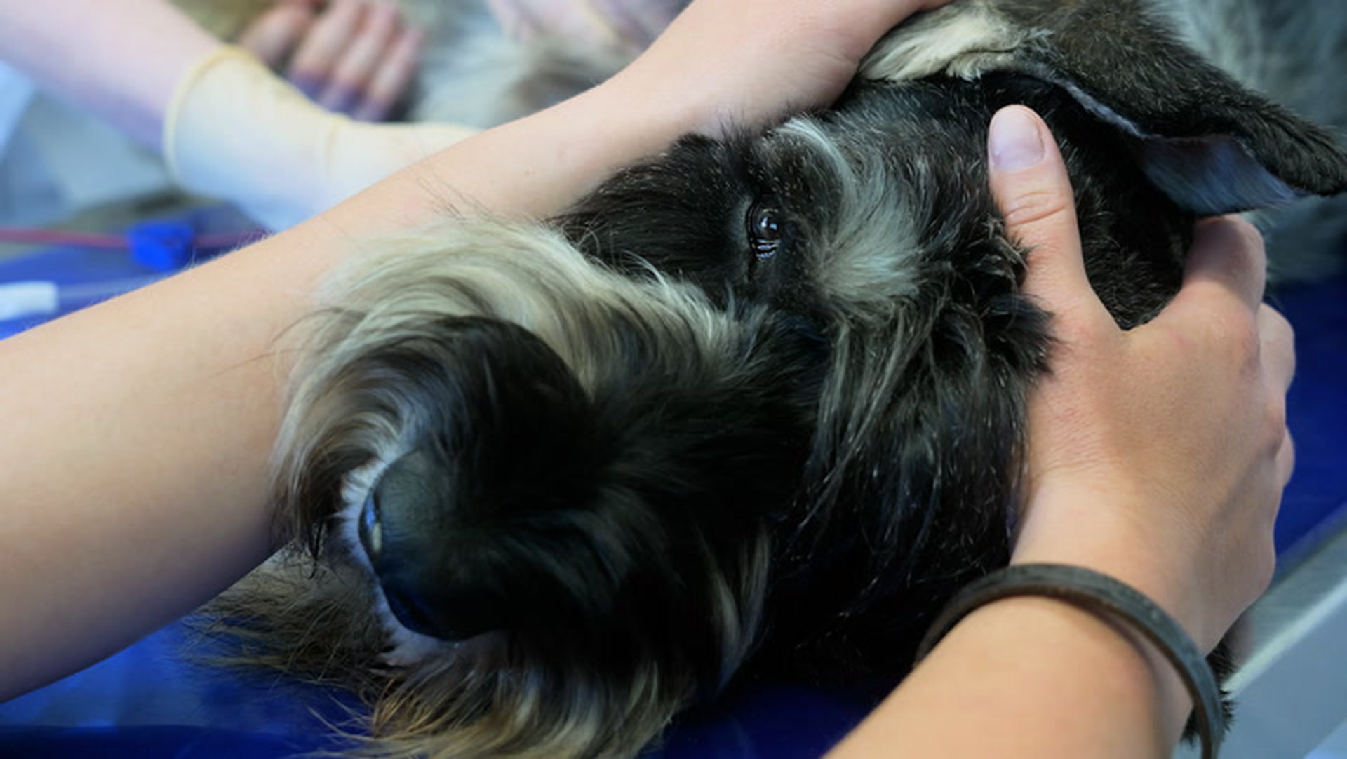 Blutbank für Hunde: »Damit sind wir für Notfallsituationen gerüstet«