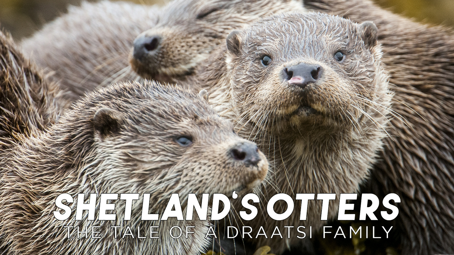 Shetland's Otters: The Tale of a Draatsi Family