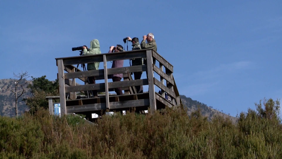 Wild Italy: Top Predators: Two Eagles