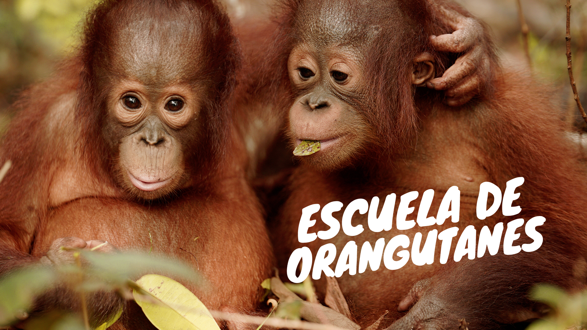 Escuela selvática de orangutanes