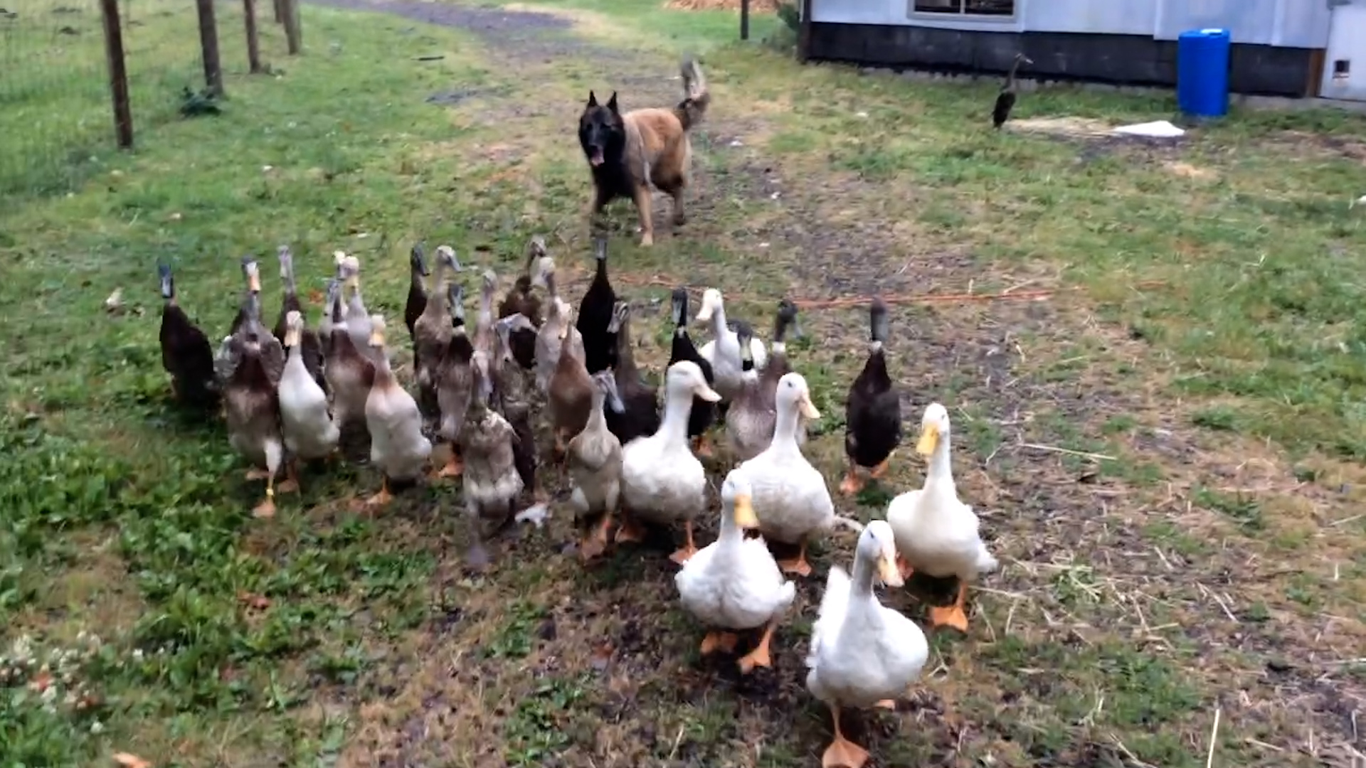 Crazy Fun Time Pet Countdown