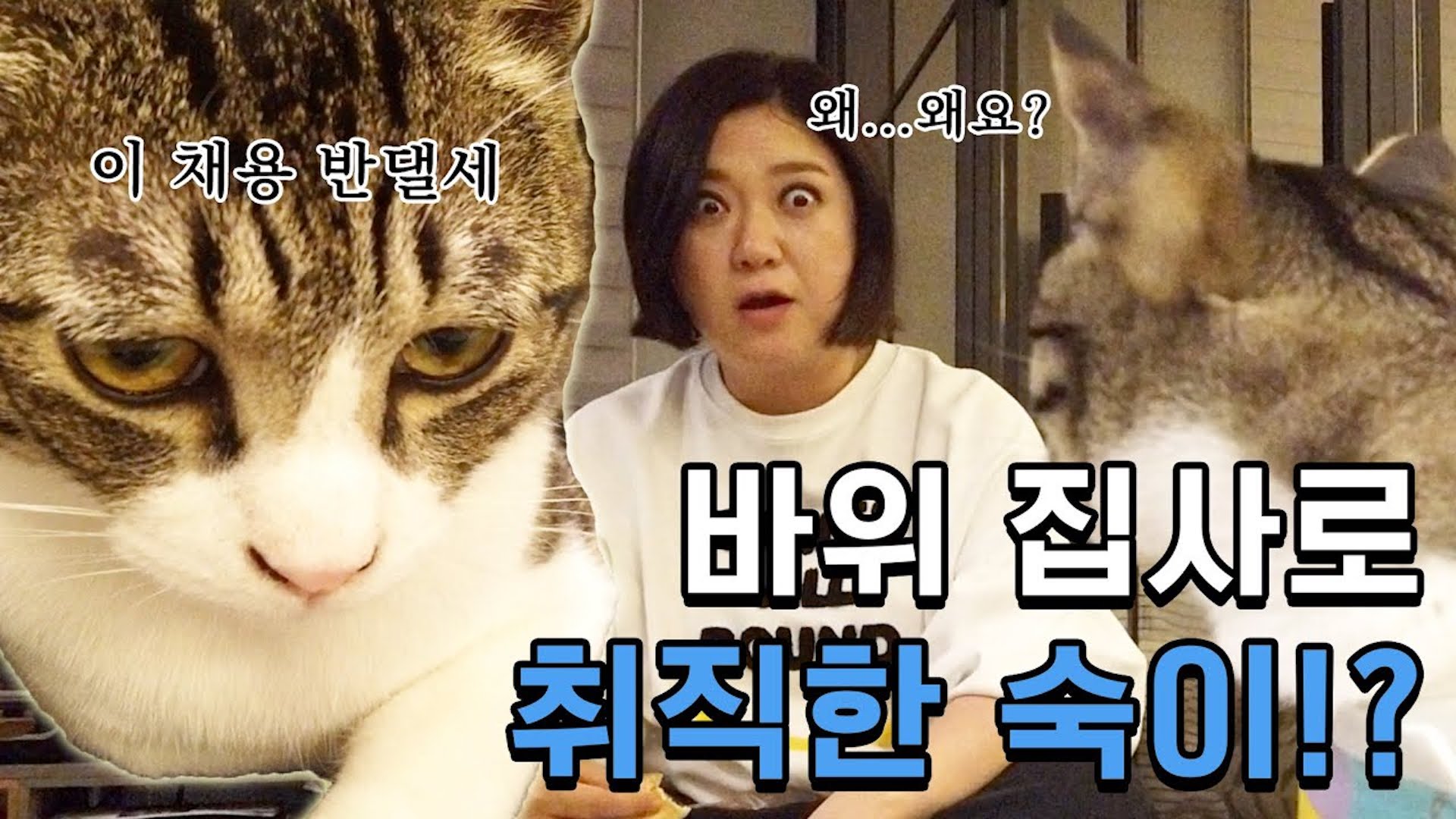 숙이의 🐱바위🐱 감성집사 채용 면접 브이로그