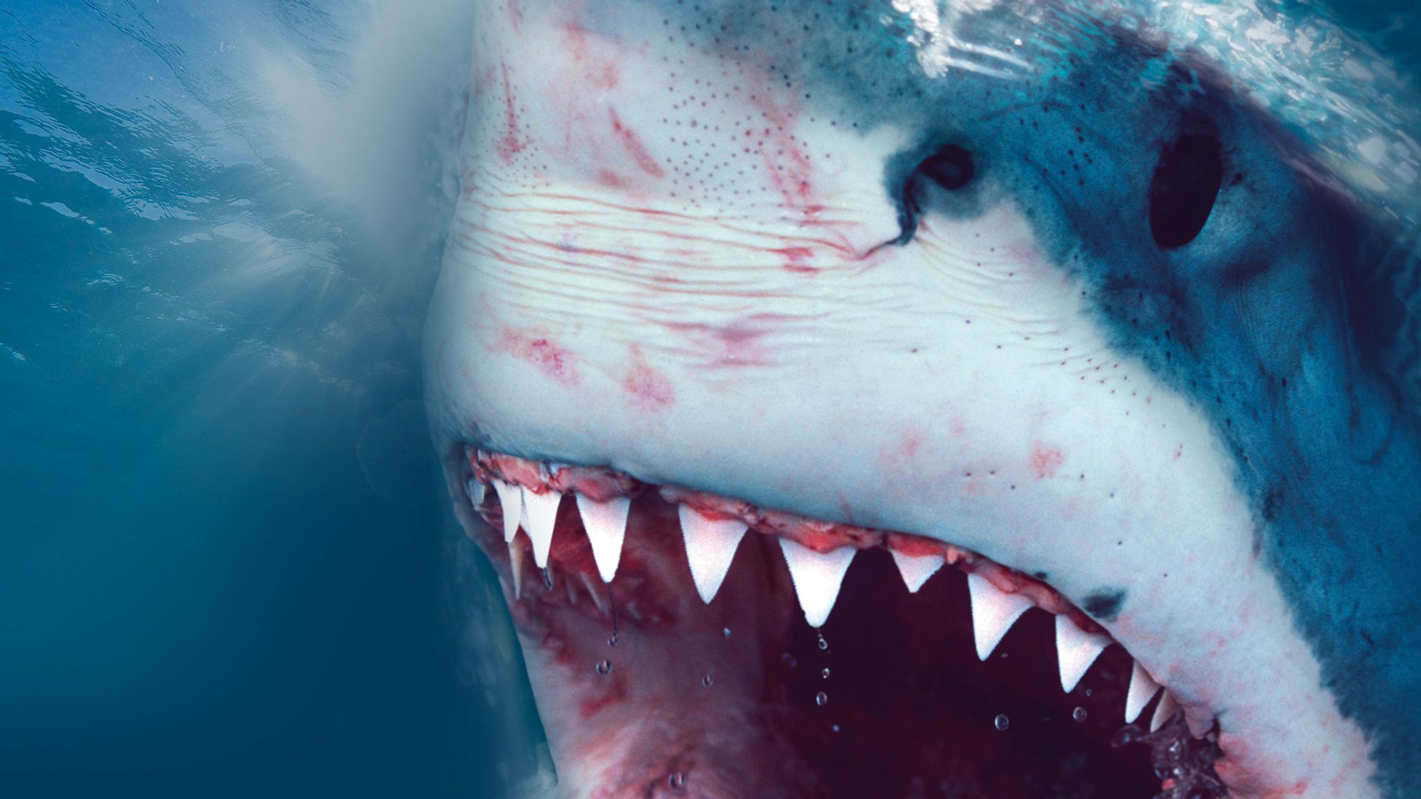 Megalodon – Auf der Jagd nach dem Urhai