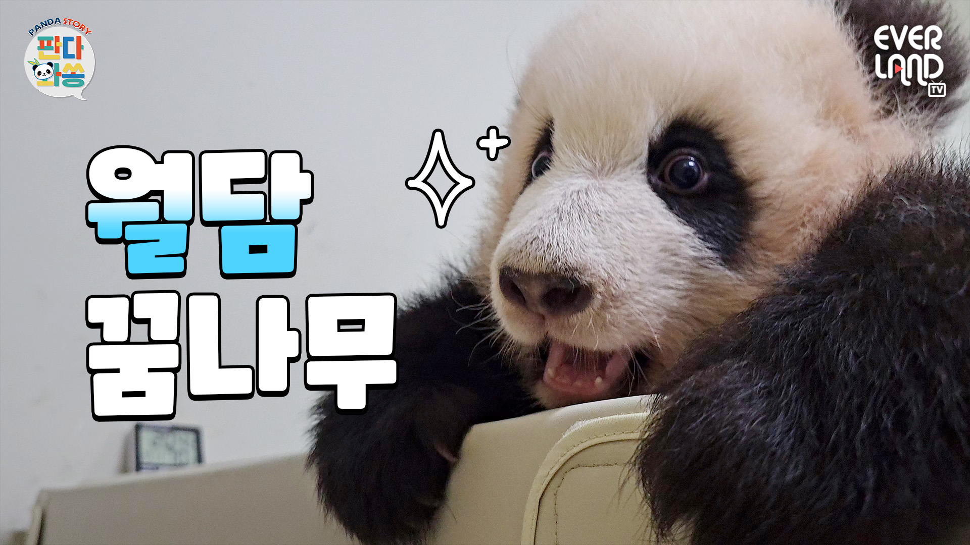 푸바오 언니 닮아 담넘기에 소질 보이는 쌍둥이 아기판다ㅋㅋ 132회