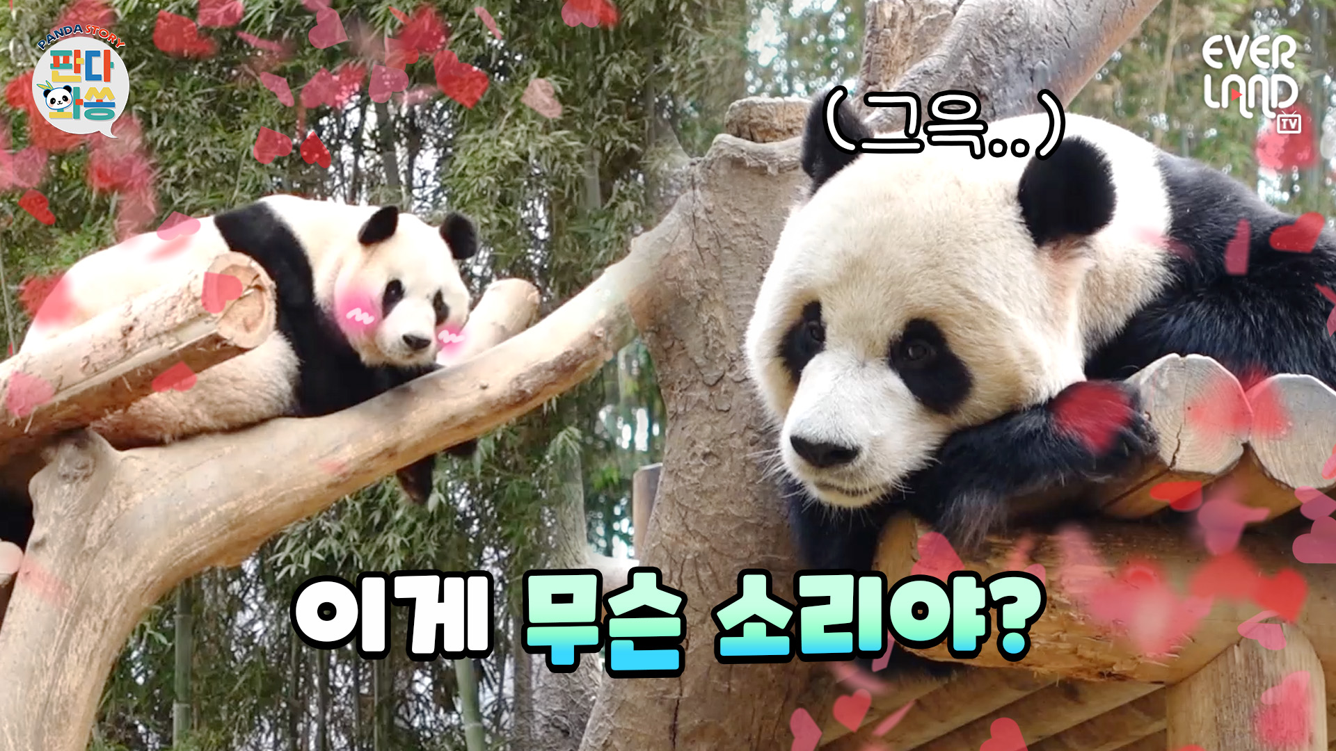 성큼 다가온 봄 바오가족 일상 VLOG 87회