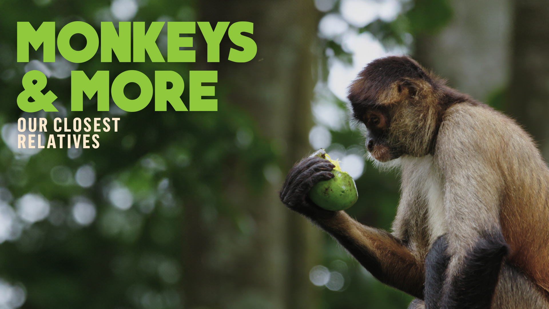 Monkeys and More: Our Closest Relatives