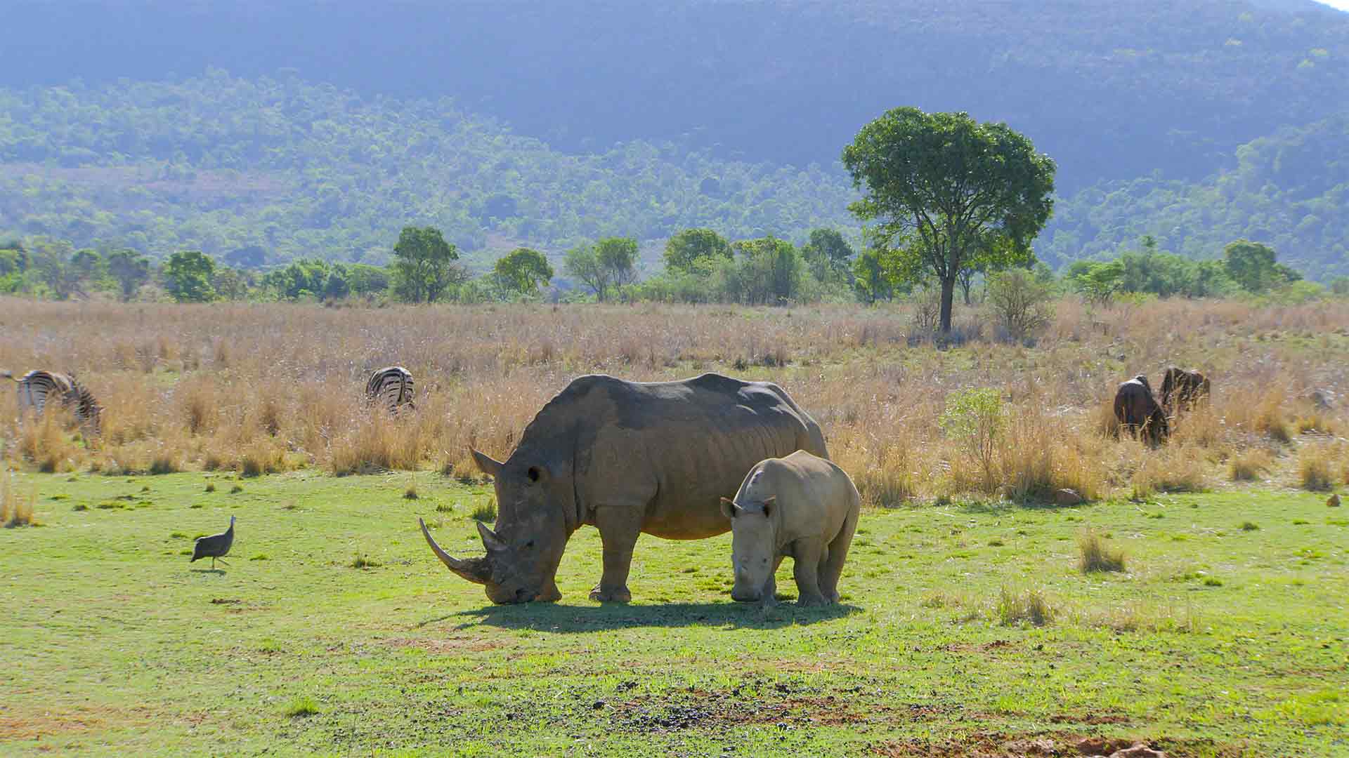 Waterberg: montagne vive