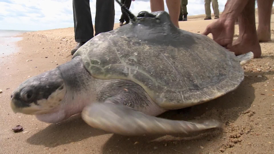 Ocean Rescue Australia