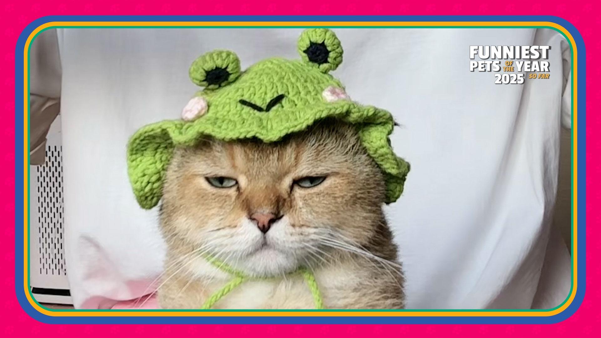 Funniest Pets of the Year So Far 2025