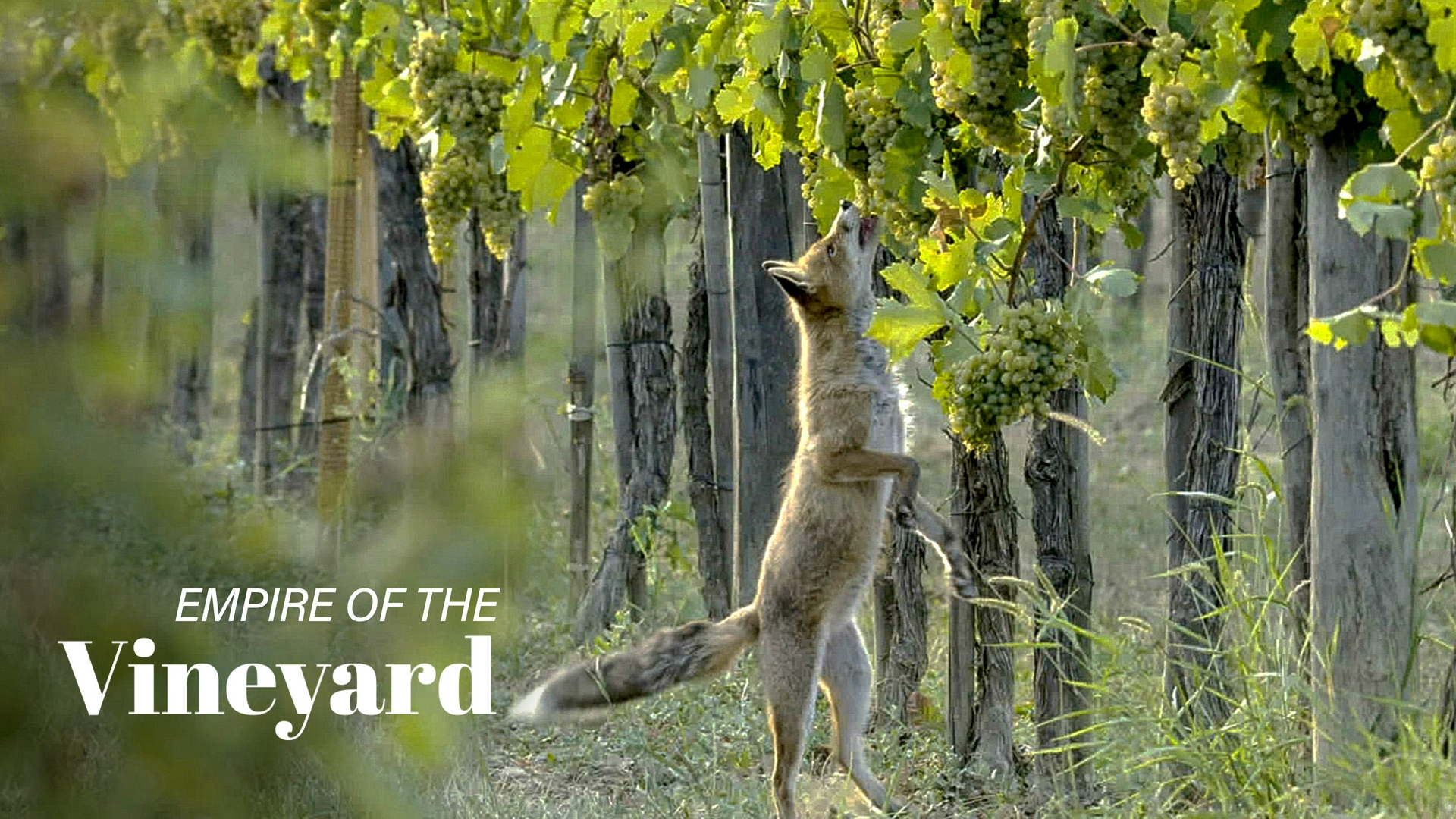 Empire of the Vineyard