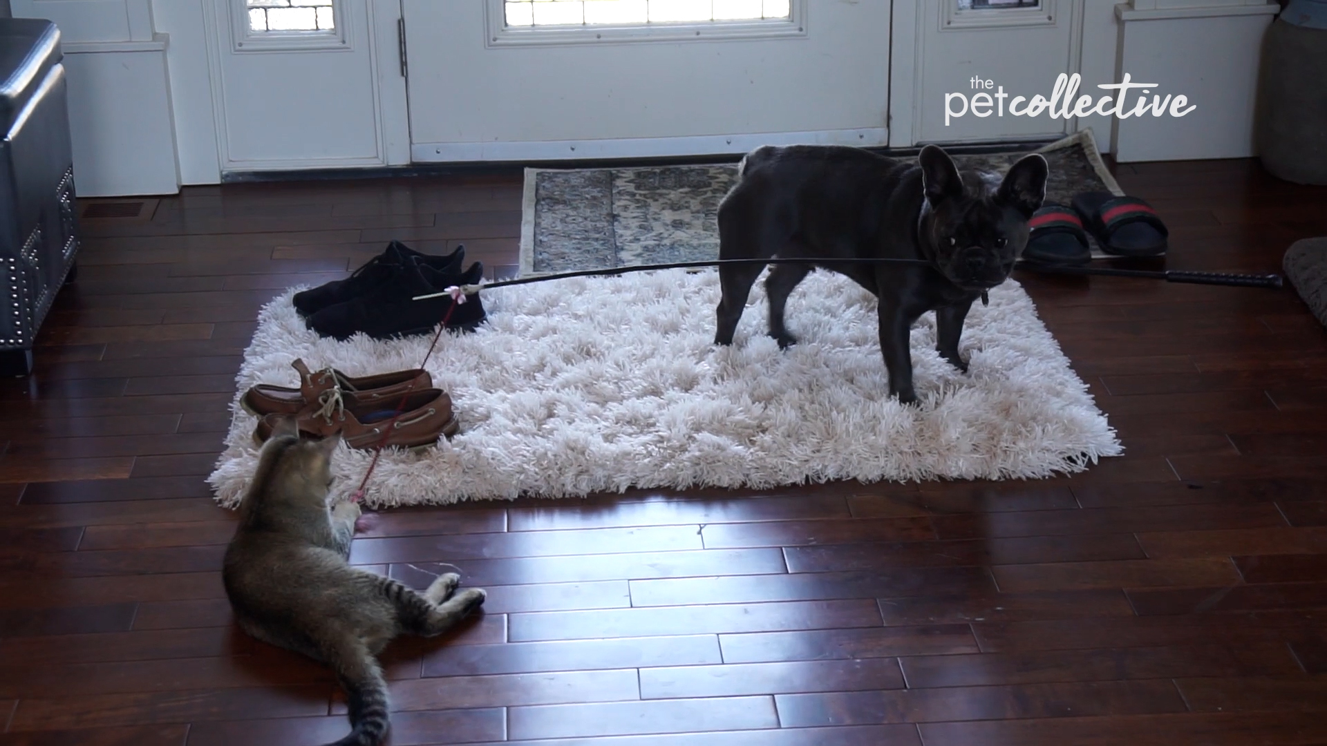 Best Pets of the Month