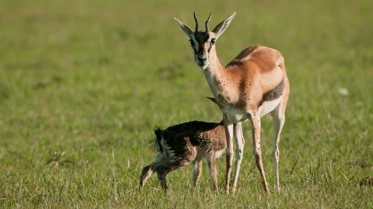 Neues Leben und Hyänen: Ein Tag in der Serengeti