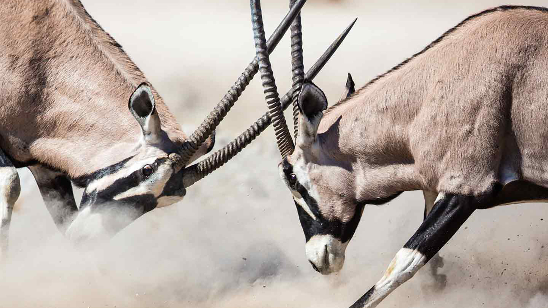 Battle of the Alphas