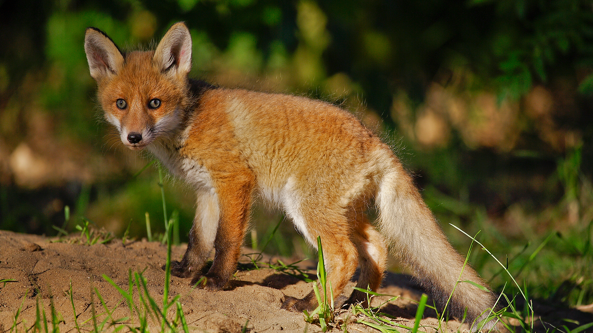 Tierbabys entdecken die Welt