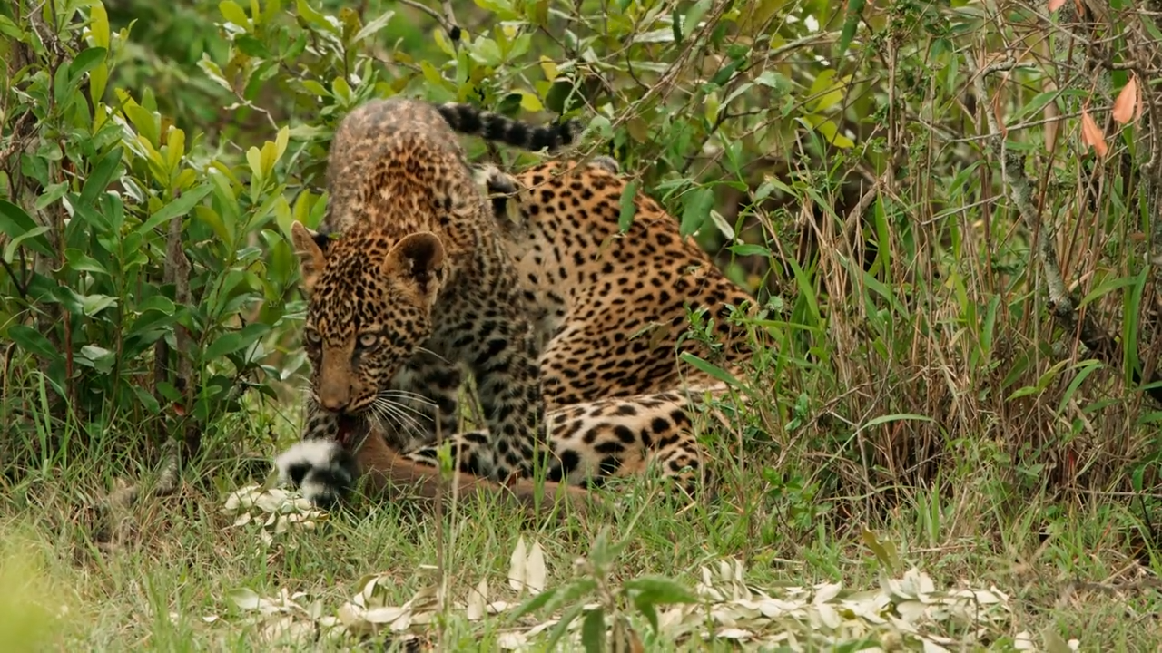 Ruhetag in der Serengeti: Leoparden und Warzenschweine