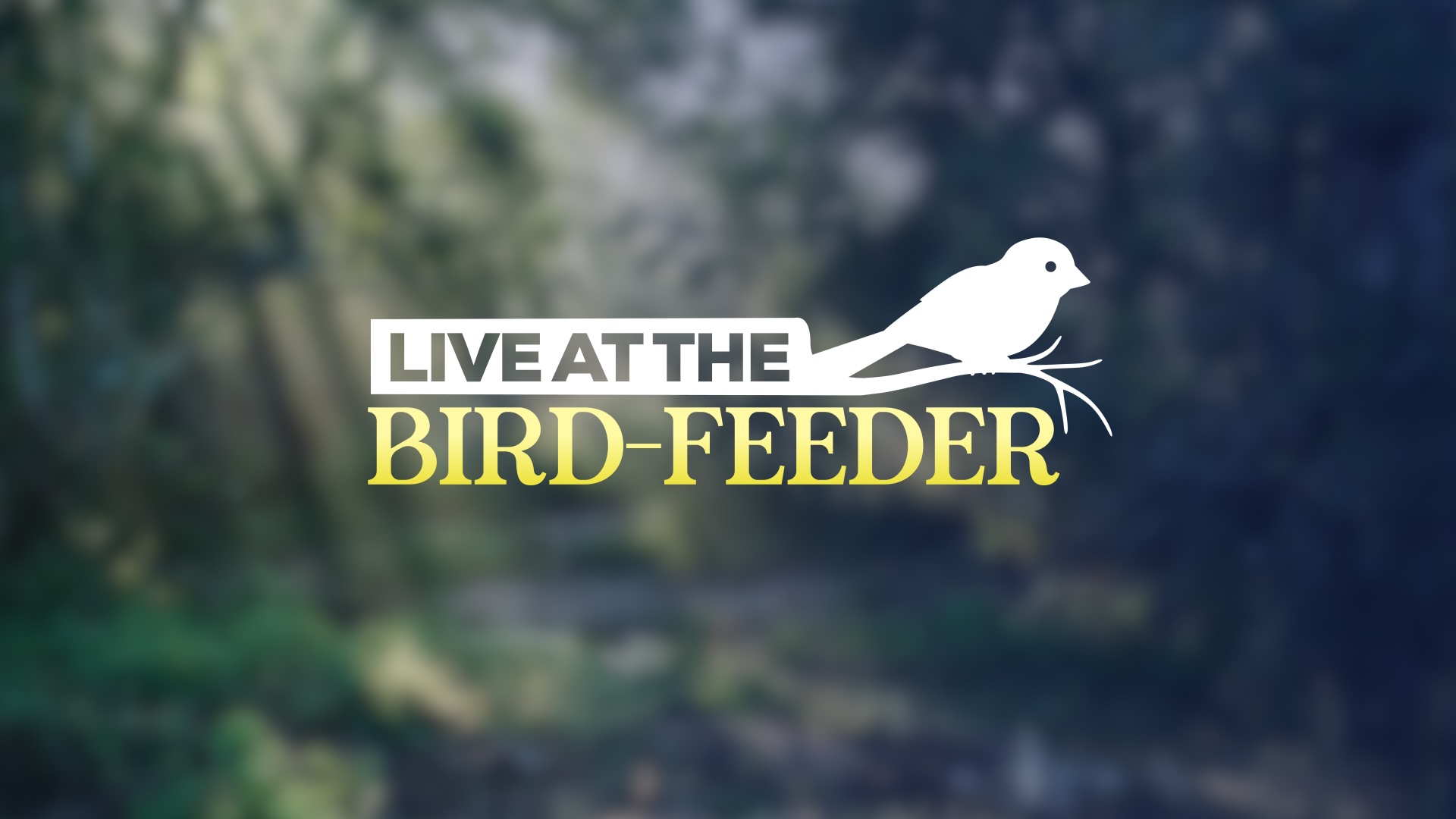 LIVE at the Bird-feeder