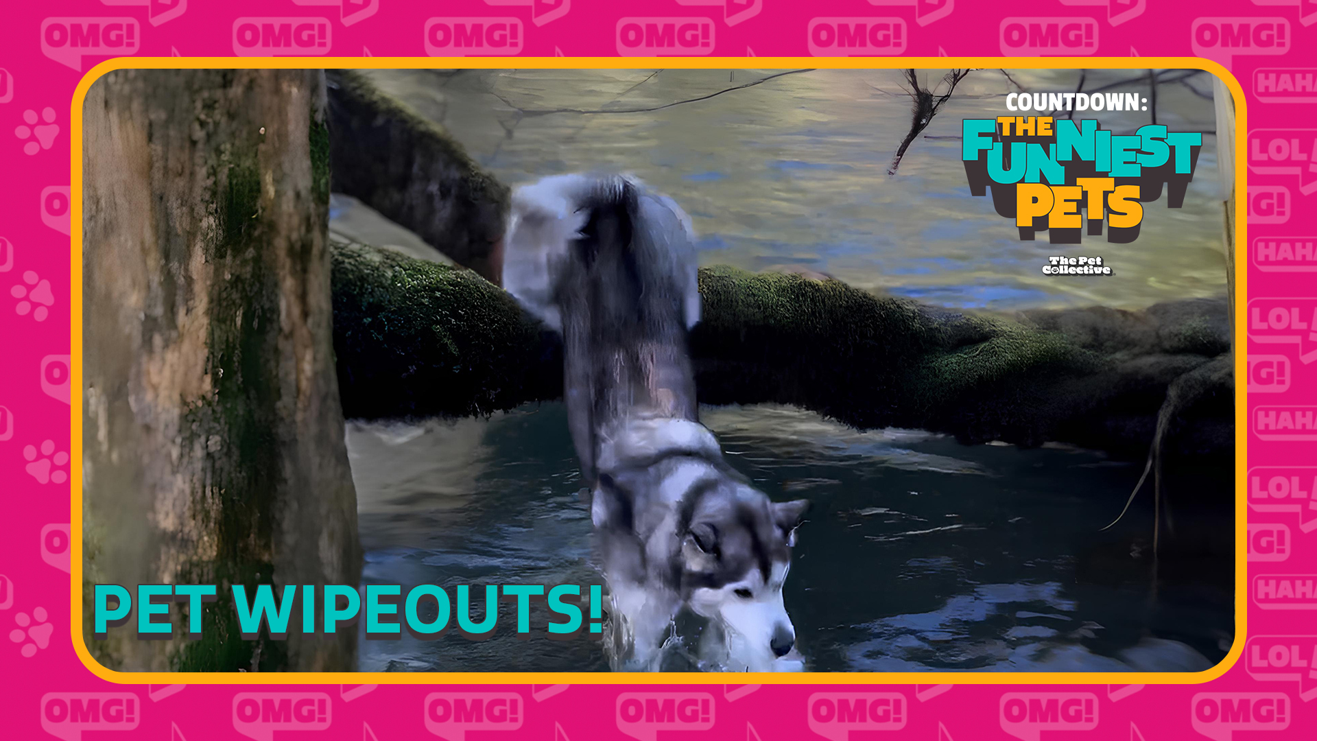 Countdown: The Funniest Pets