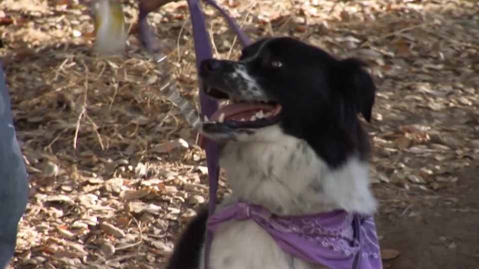 El encantador de perros