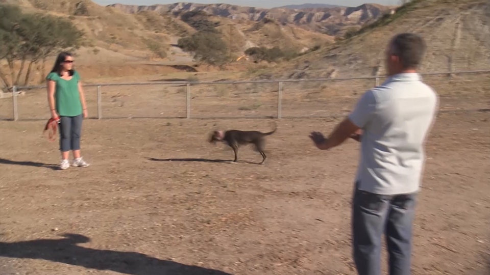 El encantador de perros