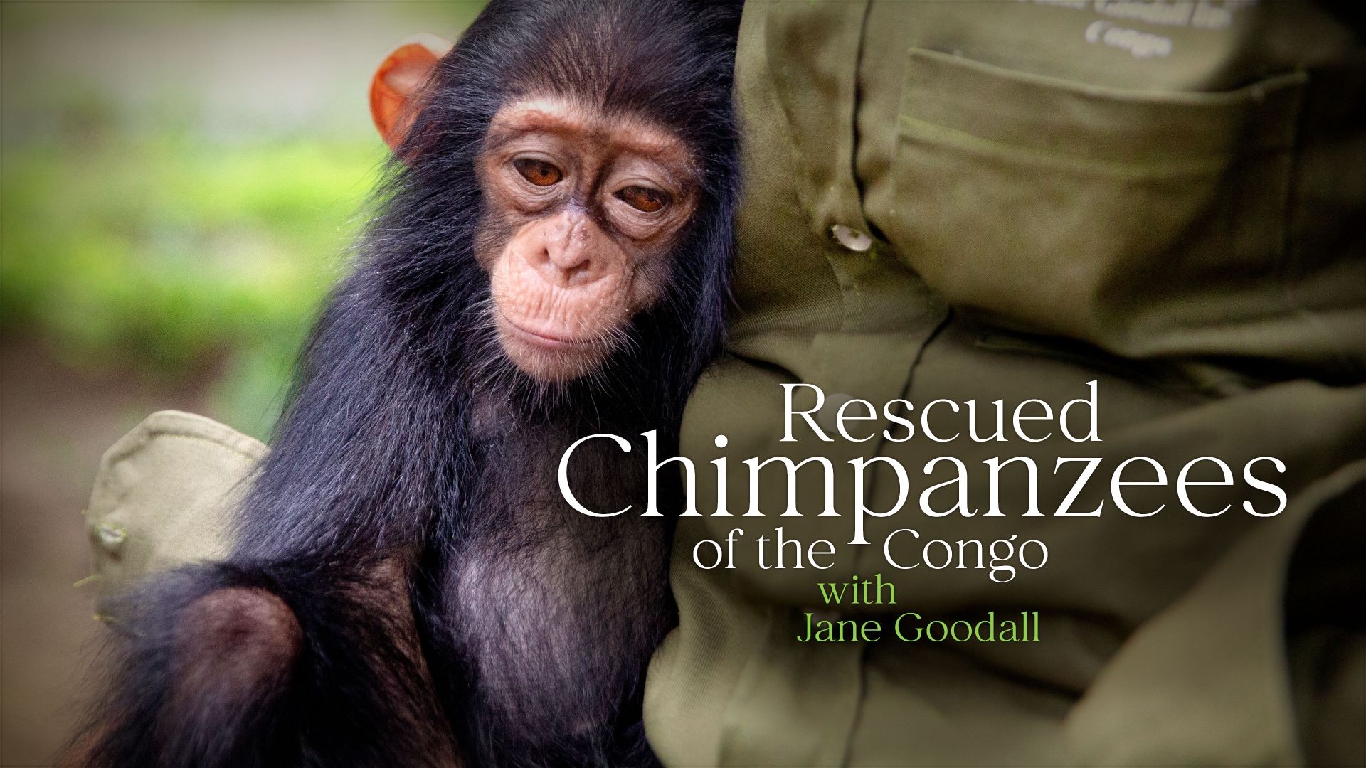 Schimpansen im Kongo mit Jane Goodall