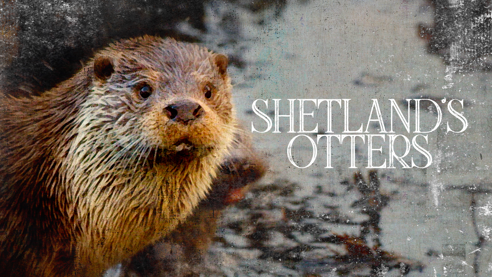 Shetland's Otters