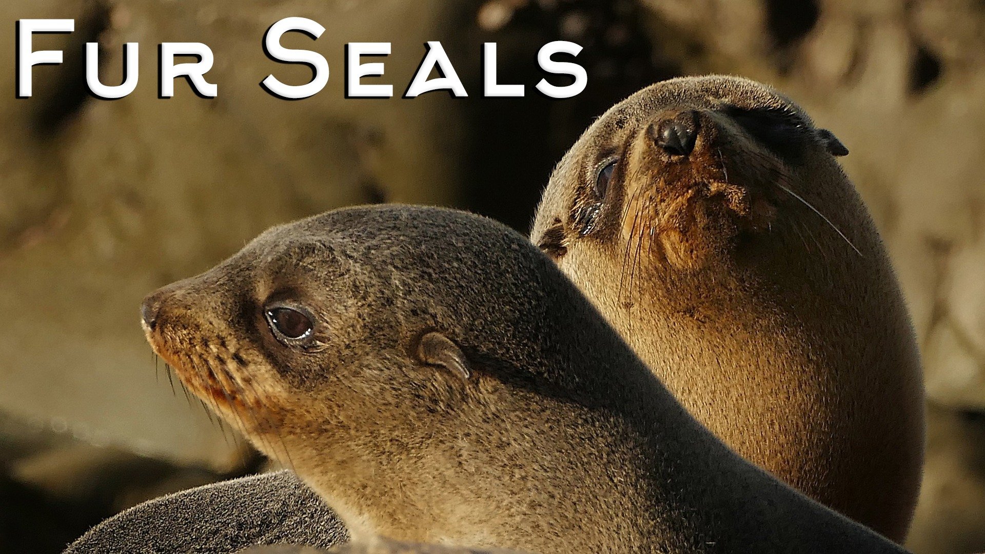Fur Seals