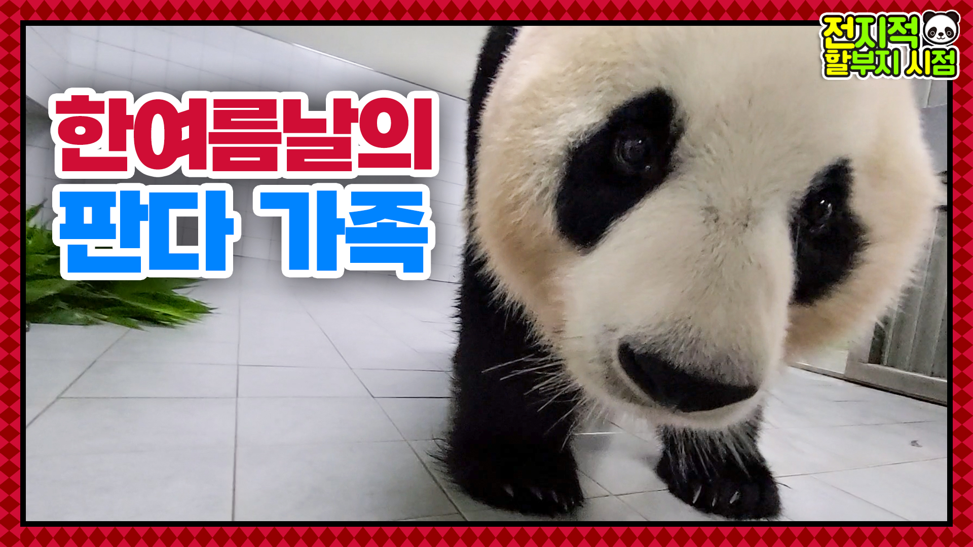 “입맛이 없어오…” 강바오 앞에서는 애기가 되는 아이바오의 내실생활 42회