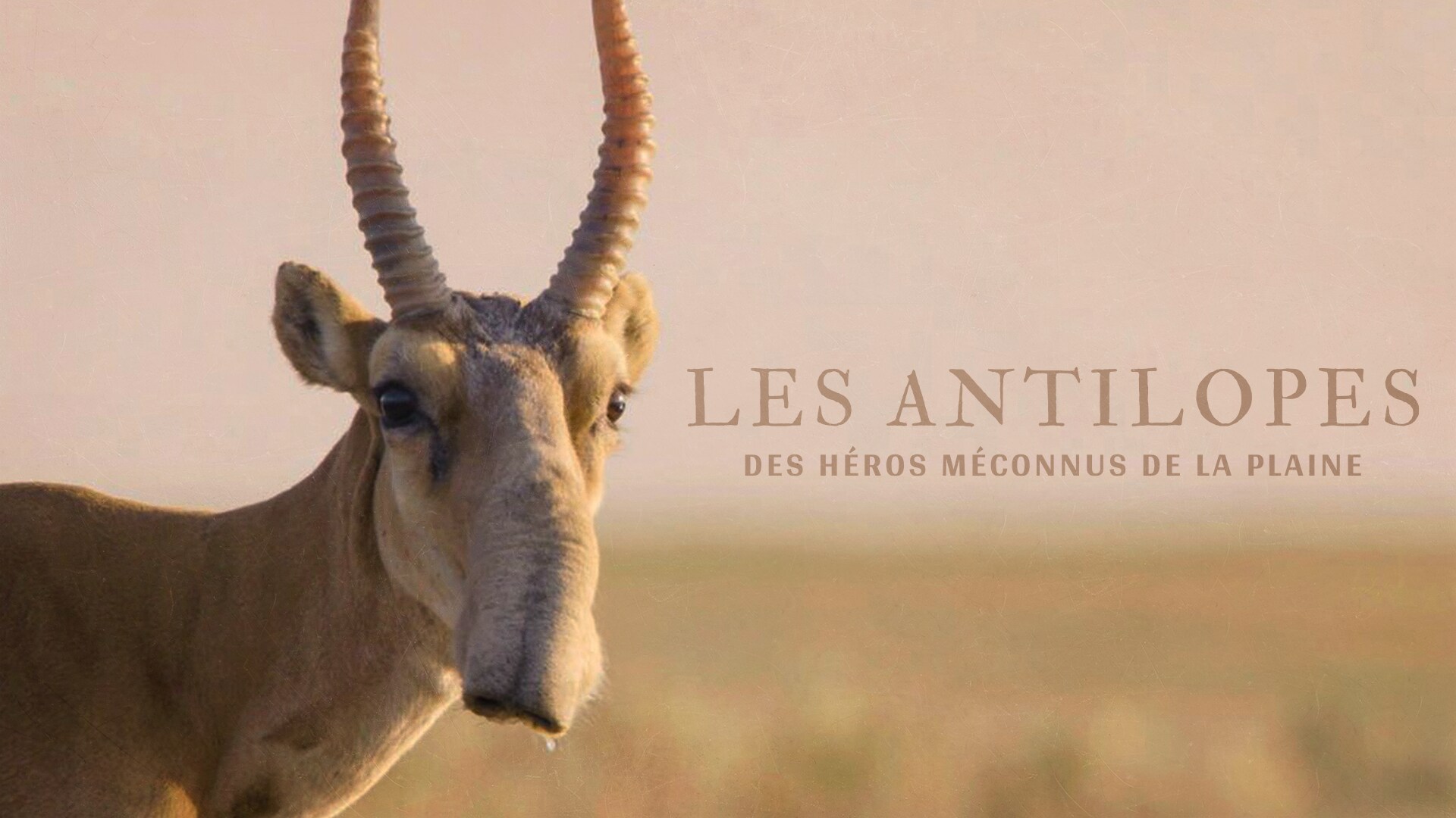Les Antilopes, Des Héros Méconnus De La Plaine