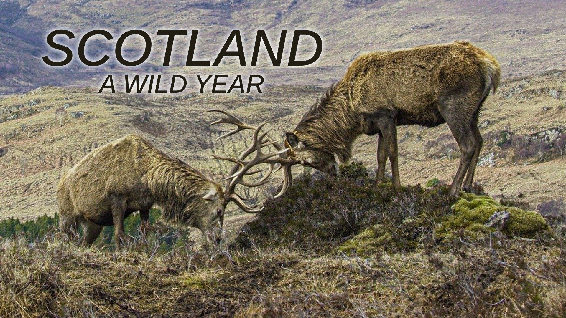 Scotland: A Wild Year