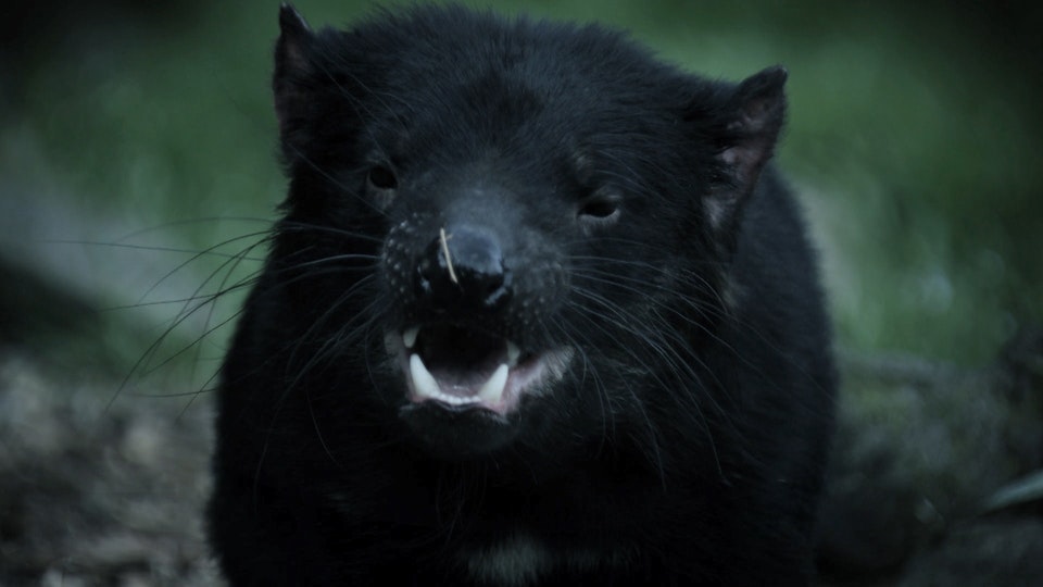 Australias Wild Places: The Island of the Devil