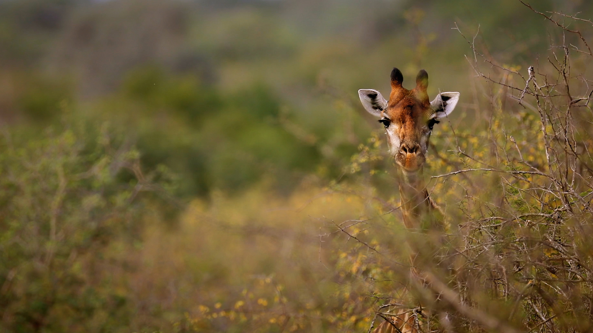 Baumeister der Wildnis