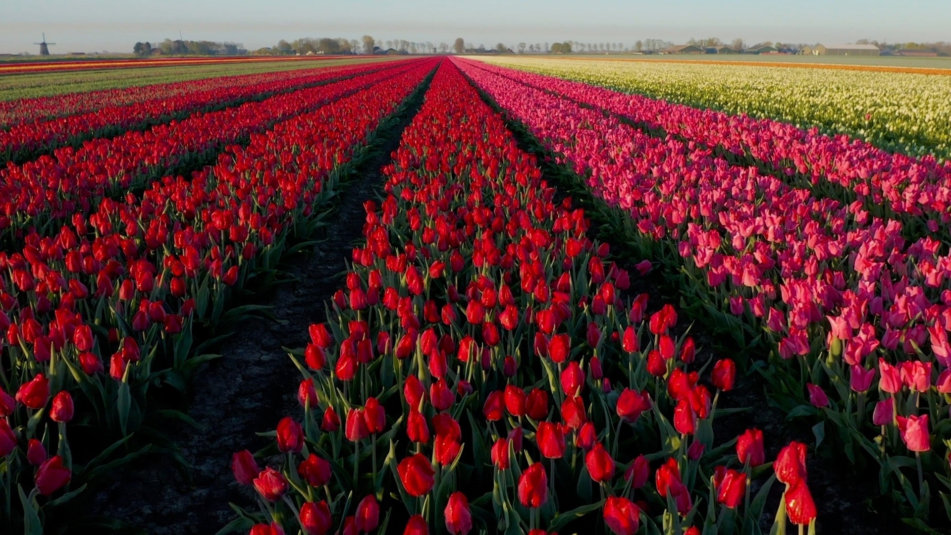 Above the Tulip Fields