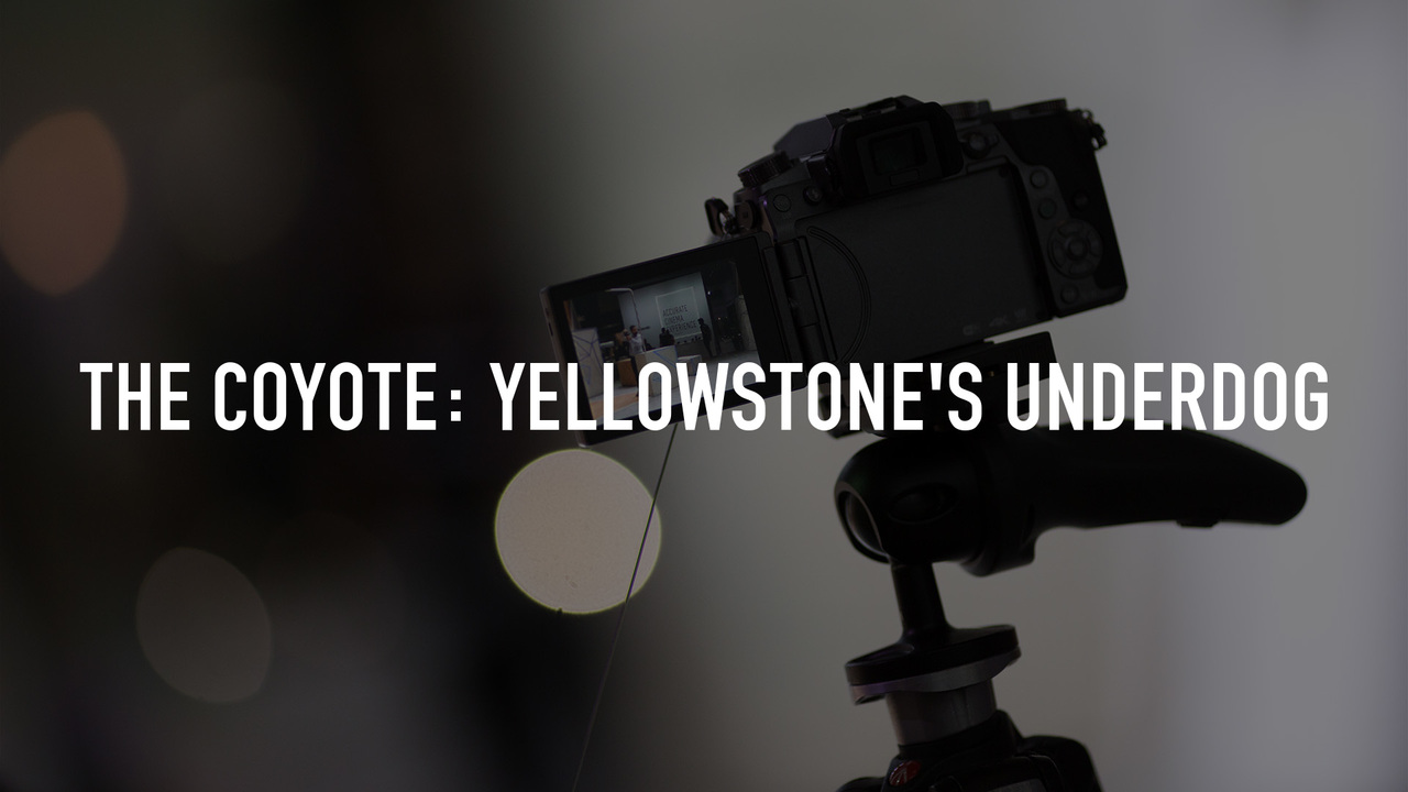 The Coyote: Yellowstone's Underdog