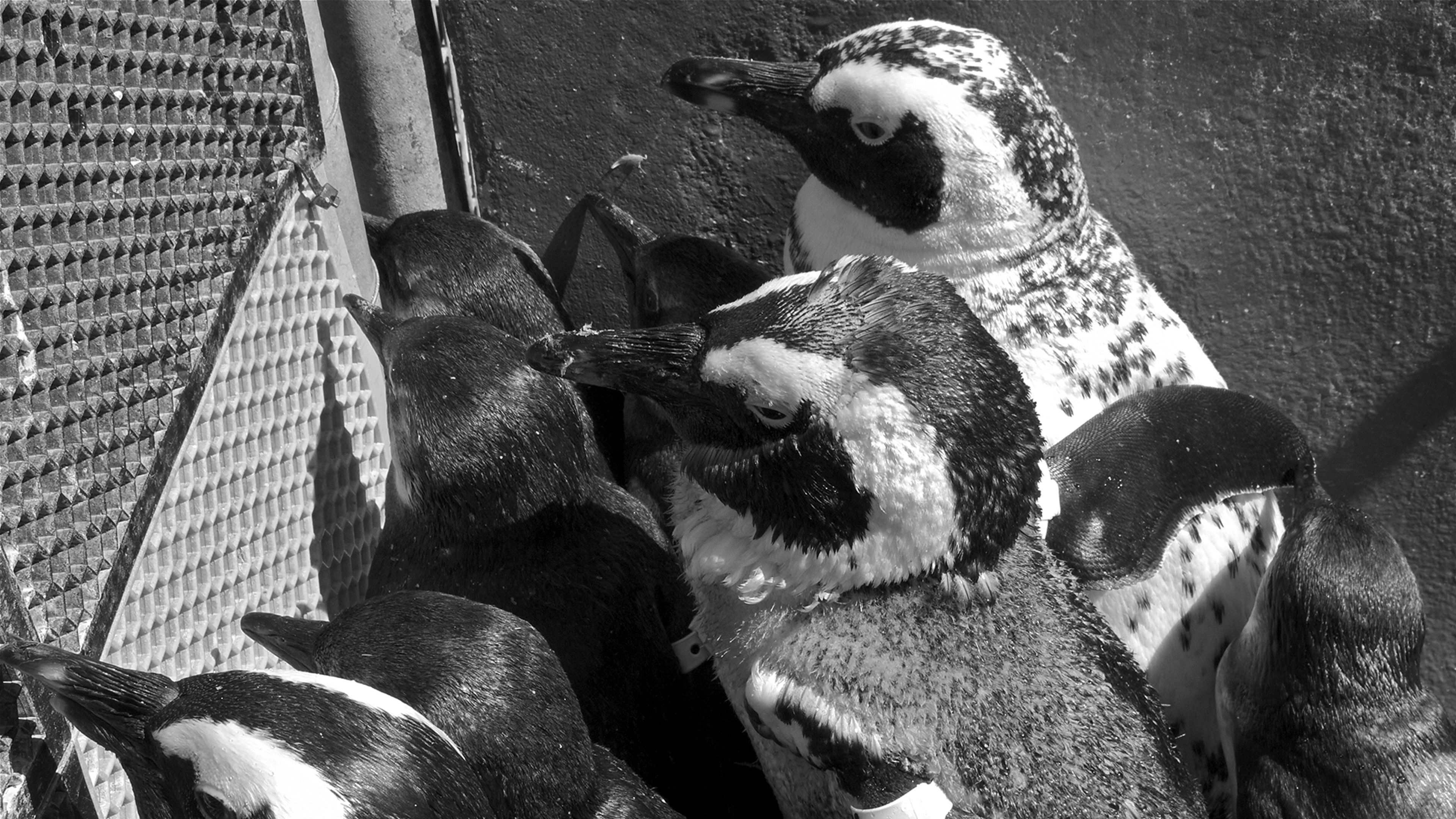 The Great Penguin Rescue