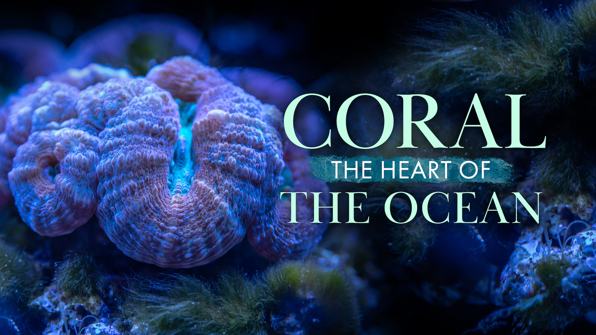 Coral: The Heart of the Ocean