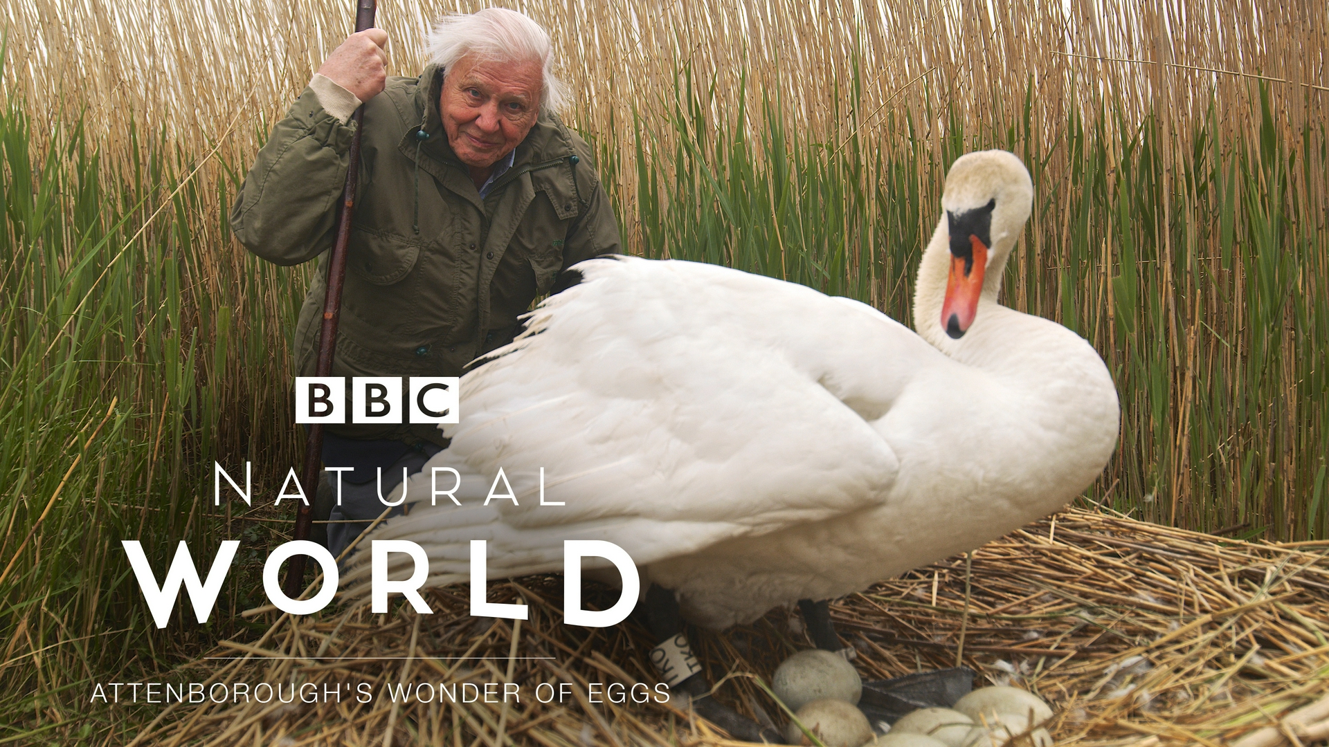 Faucon blanc Loup blanc David Attenborough : œufs merveilleux