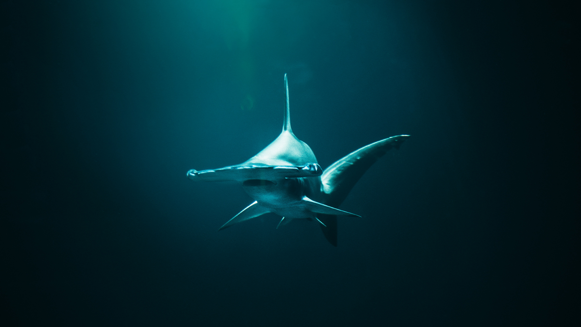 Tierische Superhelden