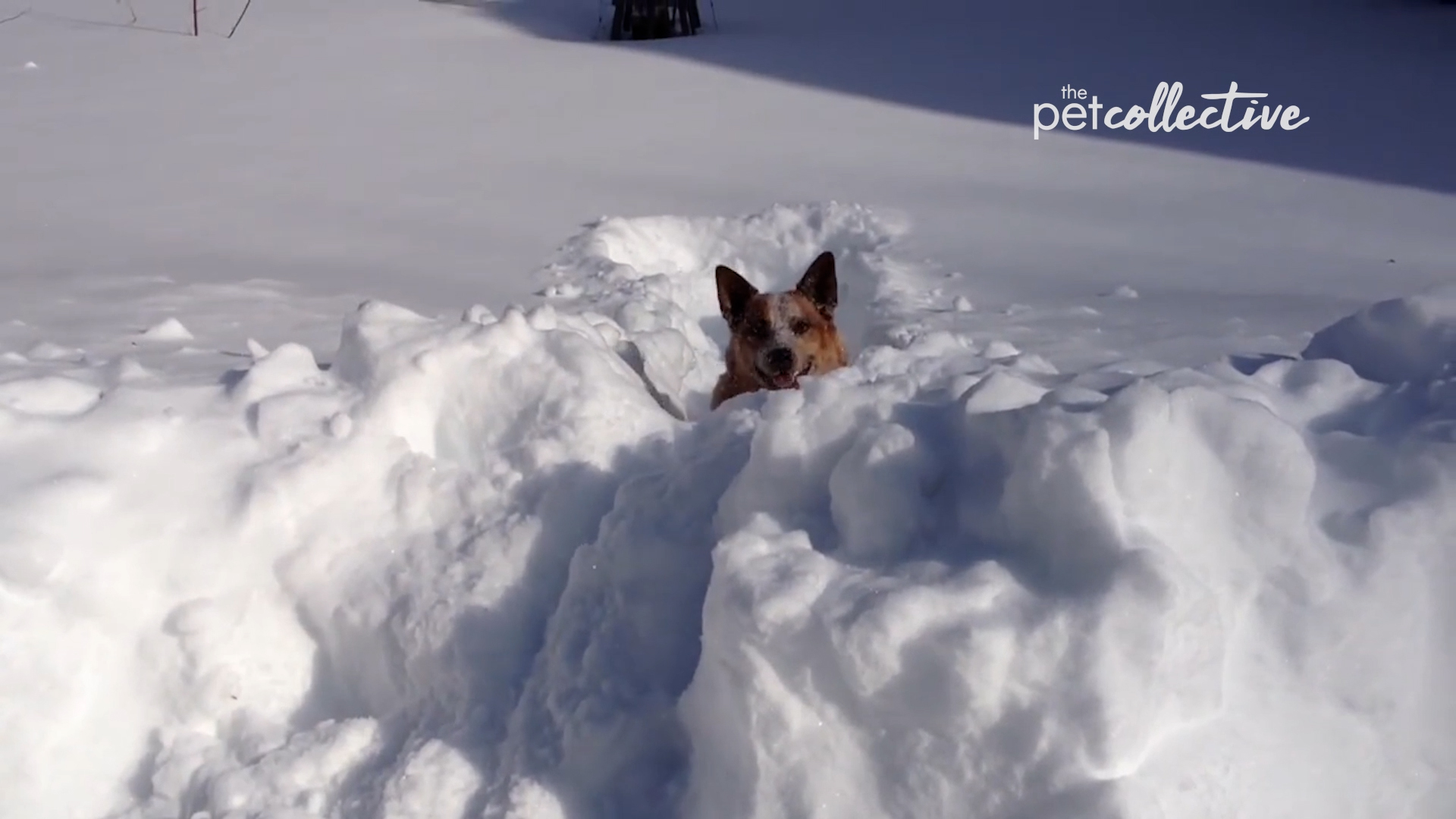 Best Pets of the Month