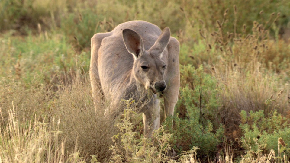 Australias Wild Places