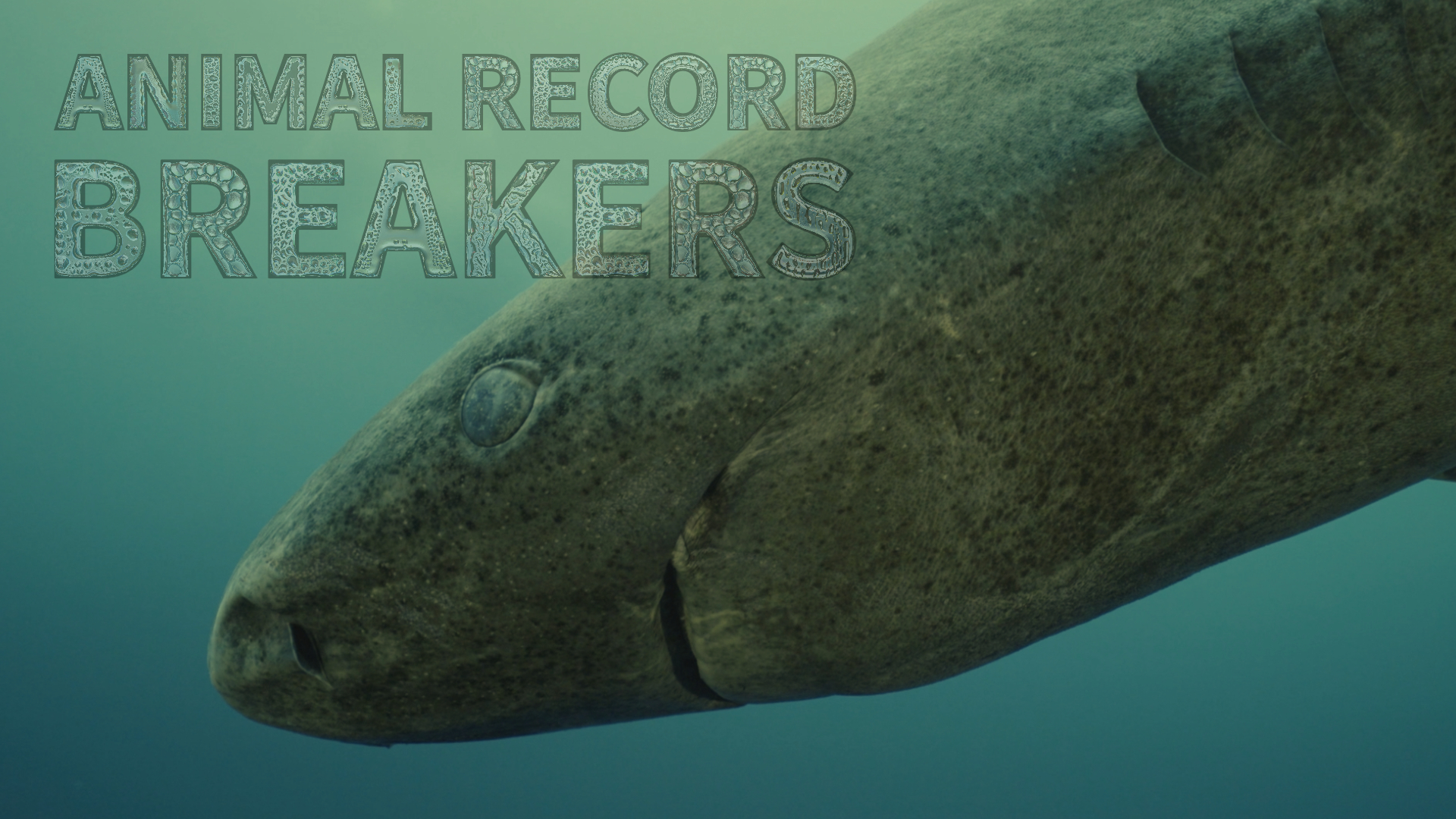 Animal Record Breakers