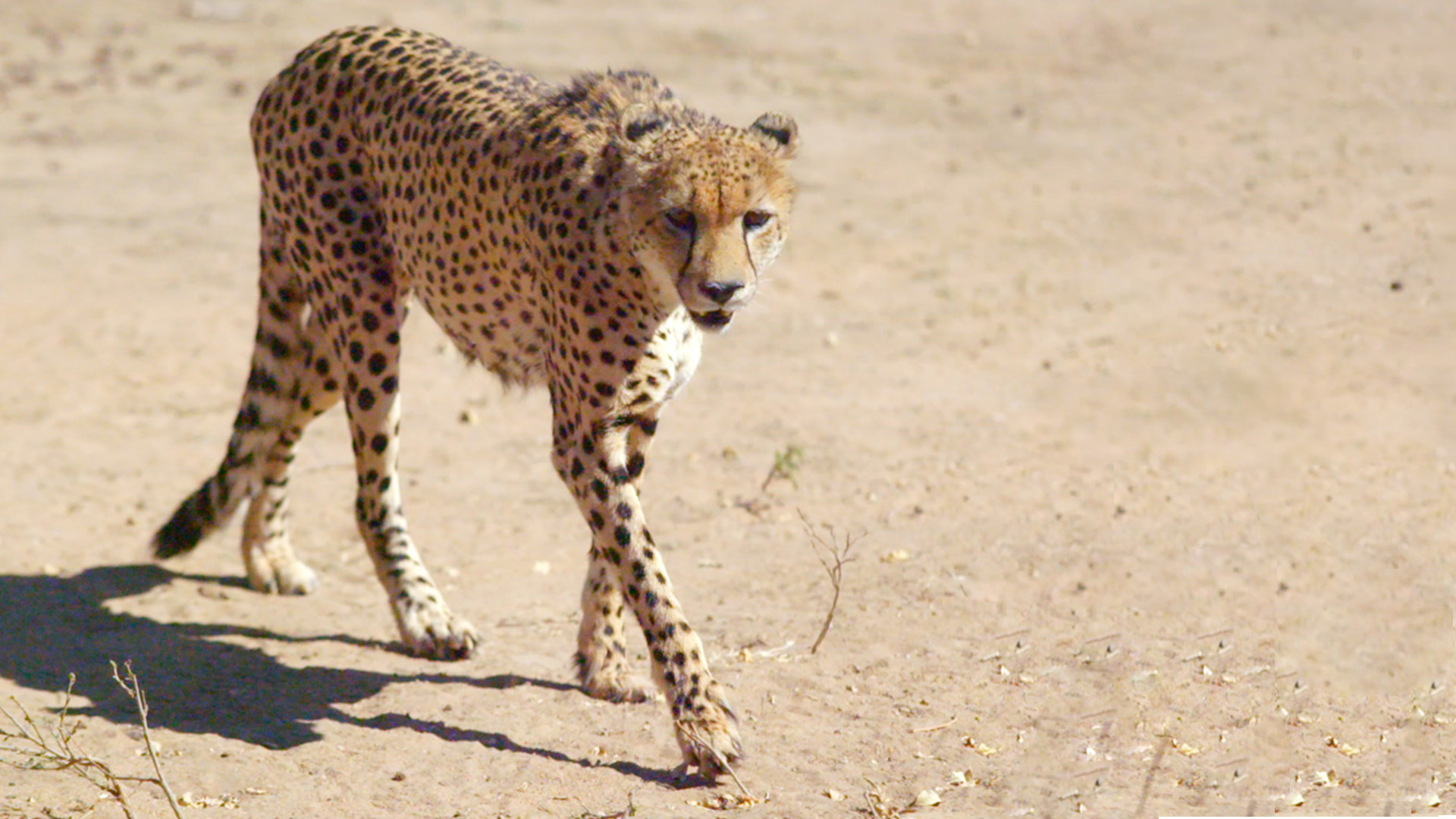 Grands parcs d'Afrique