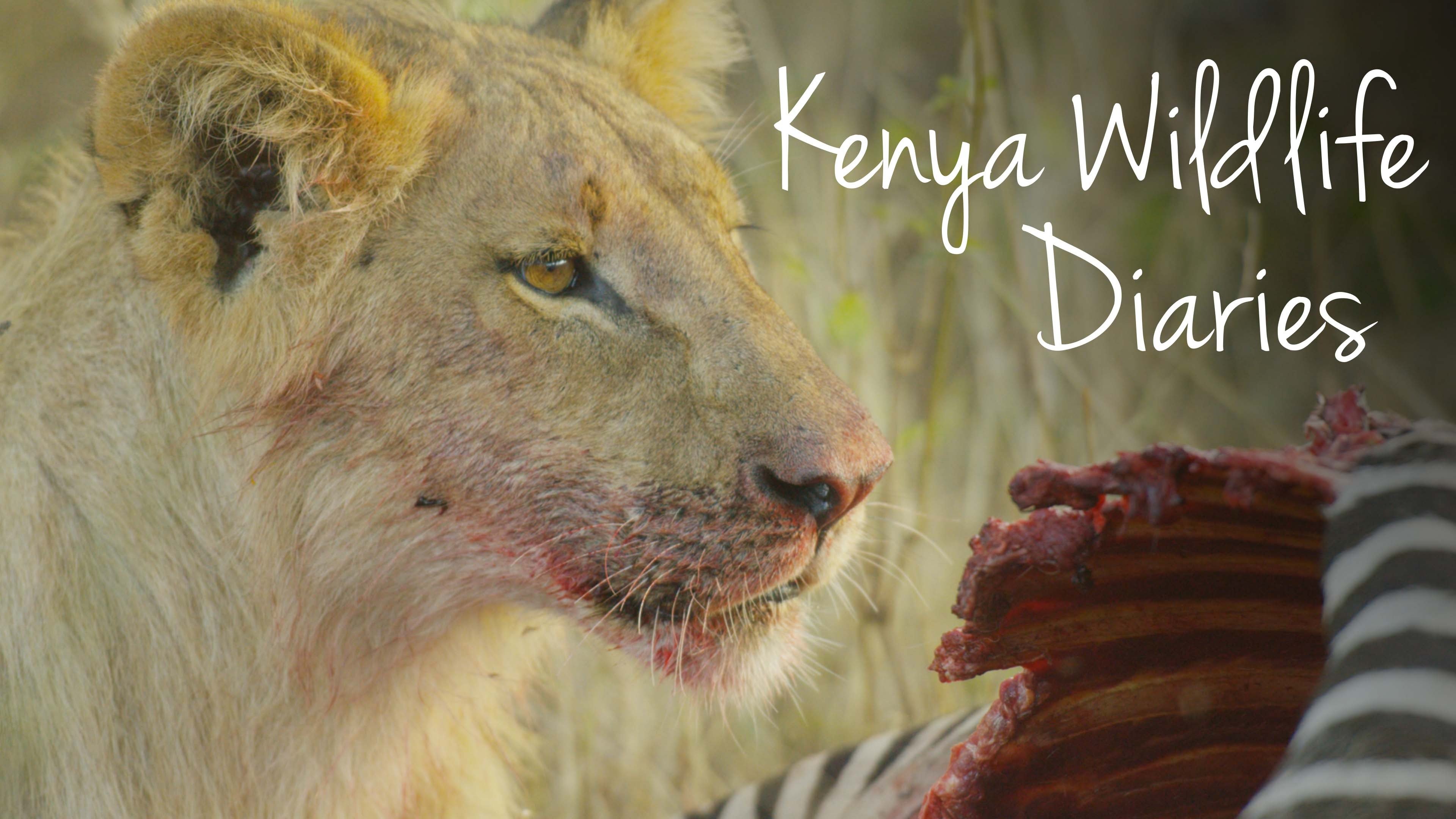 Kenya Wildlife Diaries