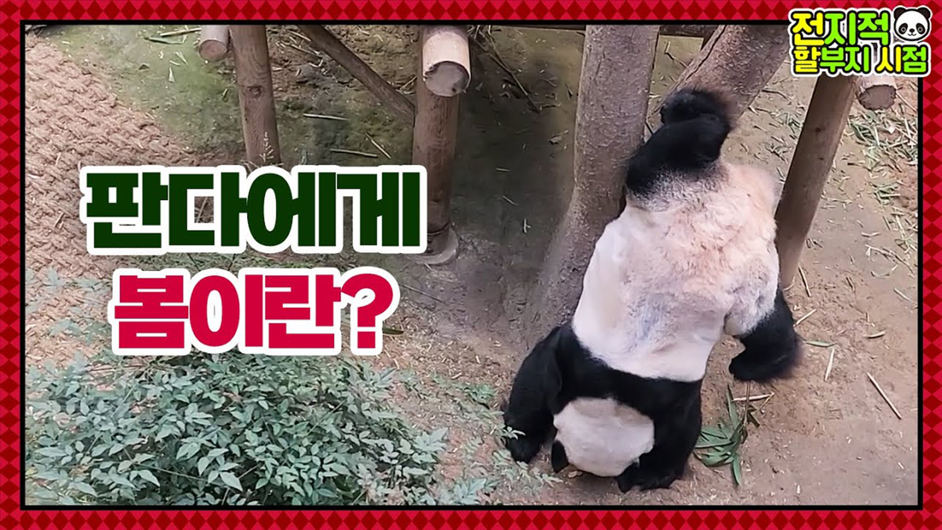 “물구나무 서는 판다?!” 이른 봄을 맞이한 바오 커플의 수상한 행동 변화 21회