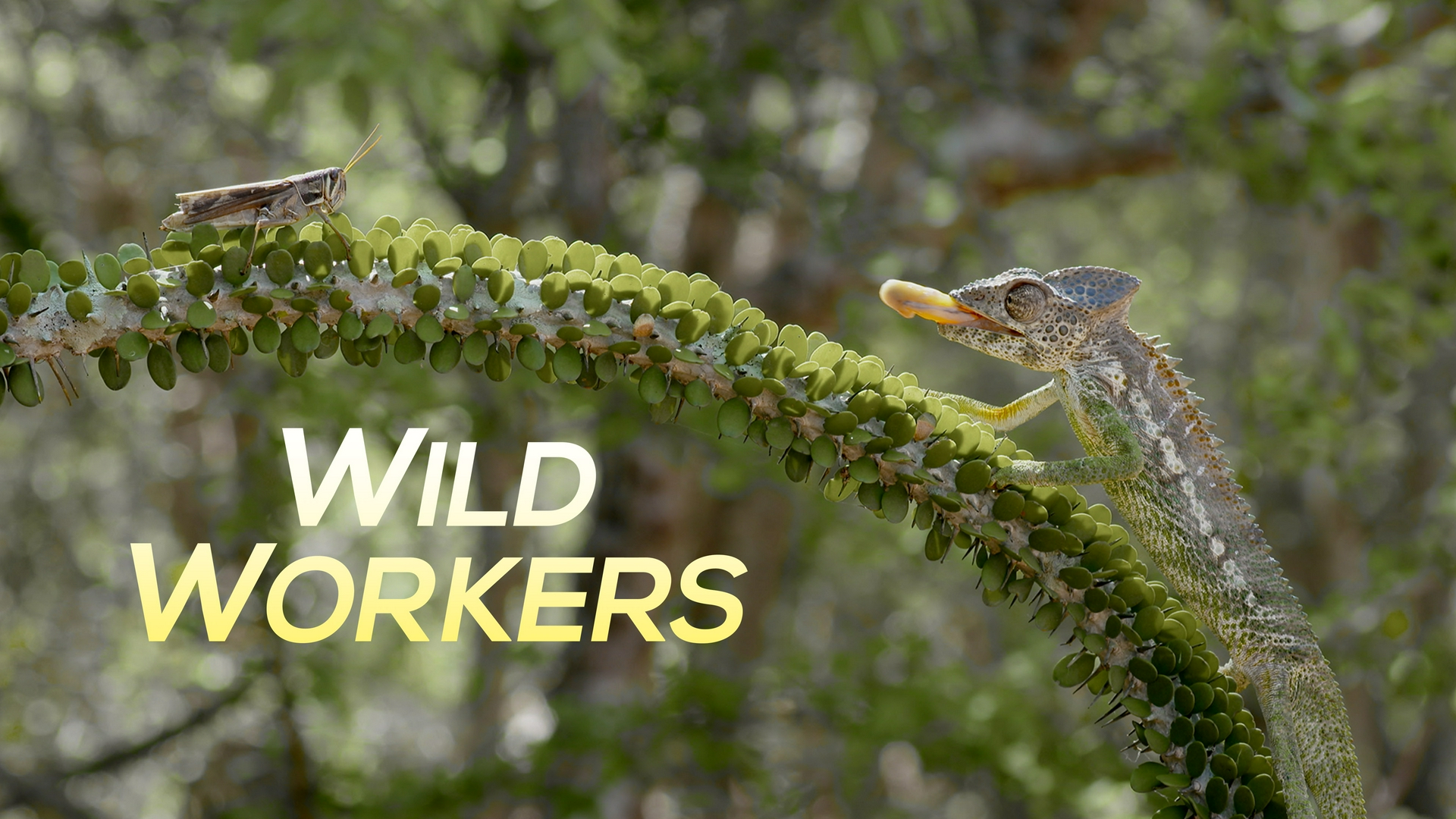 Wild Workers