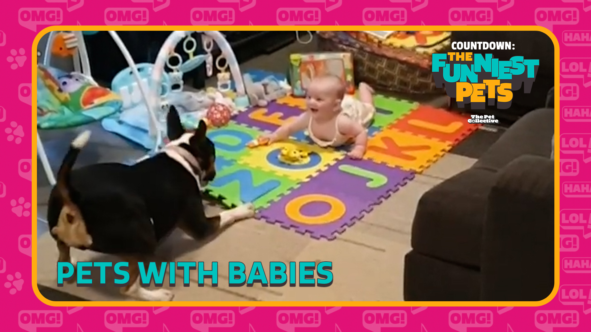 Countdown: The Funniest Pets