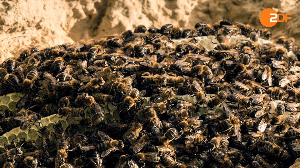 Wilde Überlebenskünstler