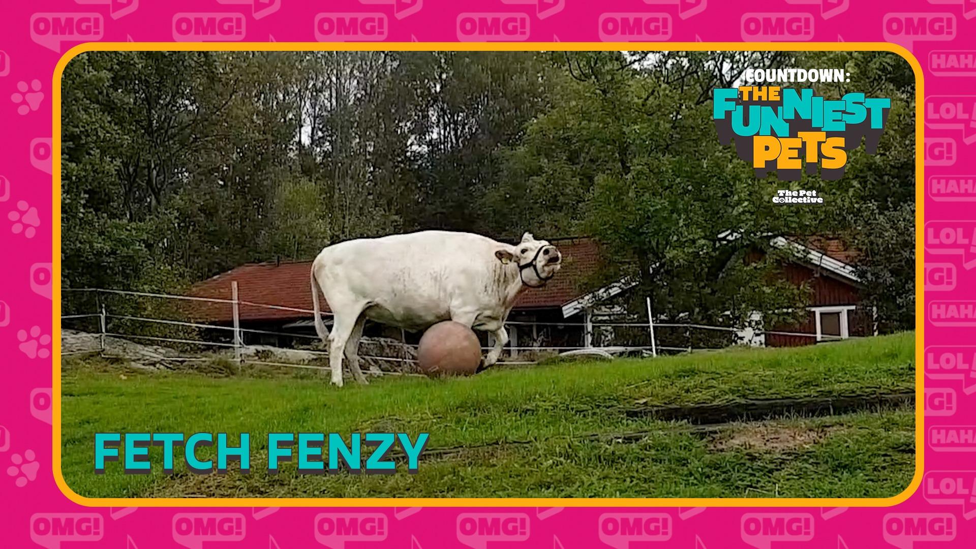 Countdown: The Funniest Pets