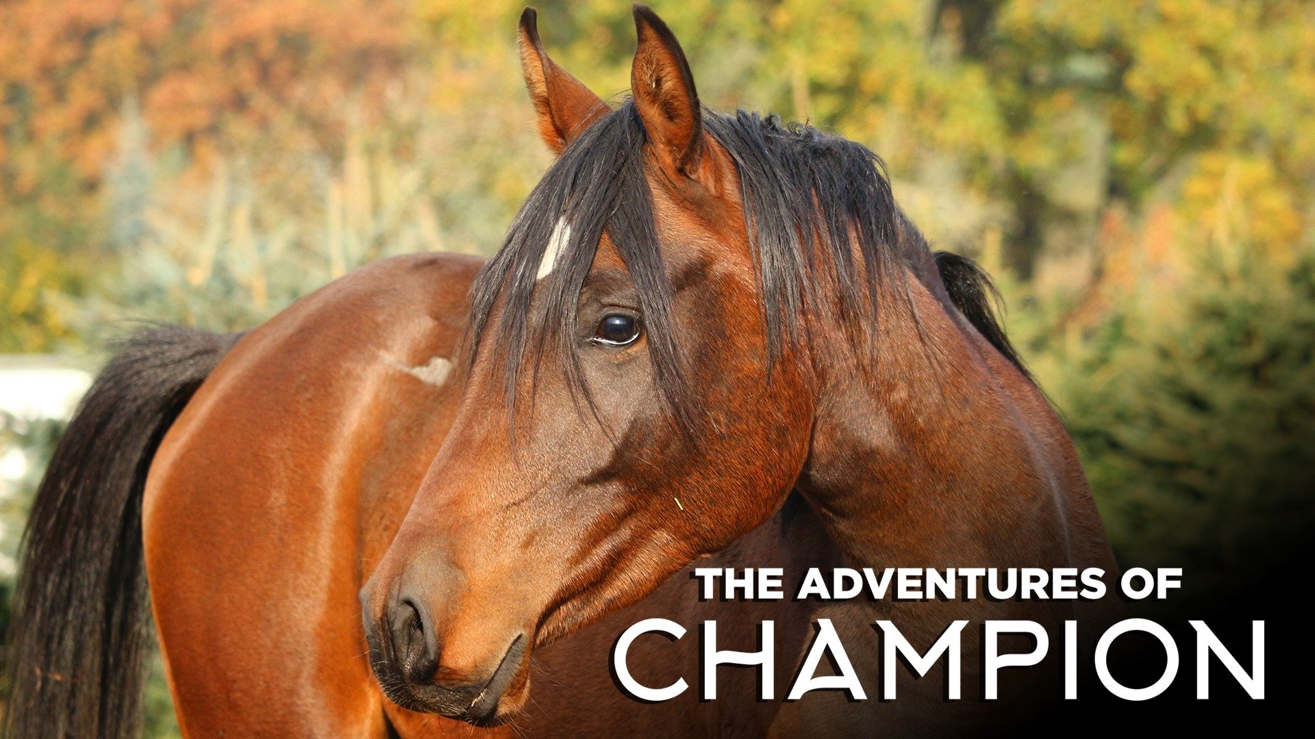 The Adventures of Champion