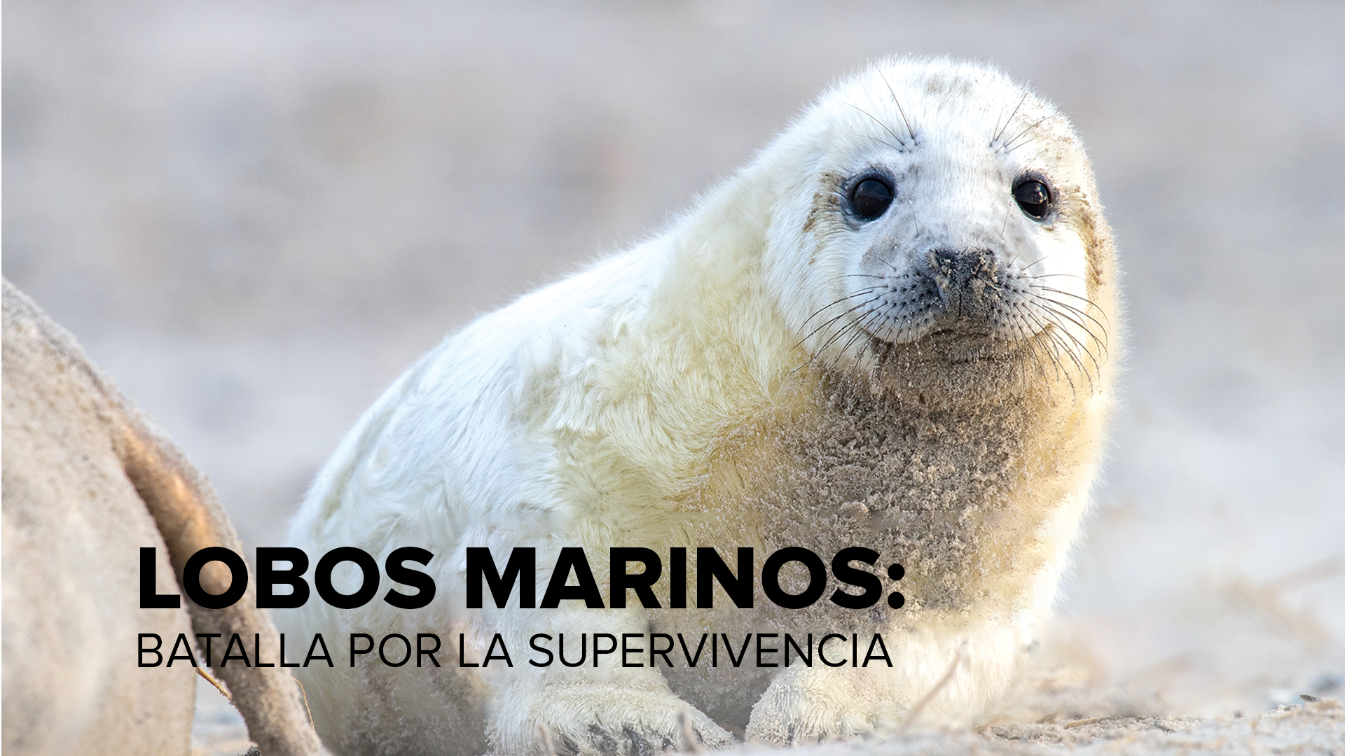 Lobos marinos: batalla por la supervivencia